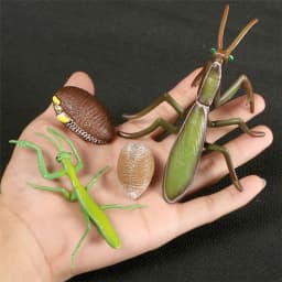 Hot Simulation Animal ABS Figures Evolution Stage Butterfly Bee Frog Turtle Chicken Solid Life Growth Cycle Set Toy For Children