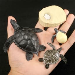 Hot Simulation Animal ABS Figures Evolution Stage Butterfly Bee Frog Turtle Chicken Solid Life Growth Cycle Set Toy For Children