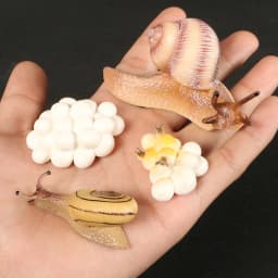 Children Simulation Biology Model Toy Animal Plant Life Growth Cycle Montessori Children Toys Set Teaching Aids Educational Toys