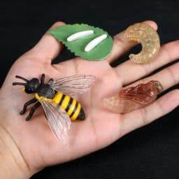 Children Simulation Biology Model Toy Animal Plant Life Growth Cycle Montessori Children Toys Set Teaching Aids Educational Toys