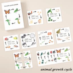 Children Simulation Biology Model Toy Animal Plant Life Growth Cycle Montessori Children Toys Set Teaching Aids Educational Toys