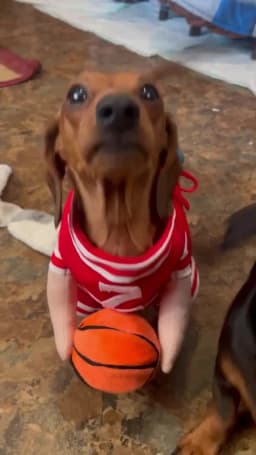 Halloween Pet Basketball Costume with 3D Ball Funny Sport Cosplay Outfit for Small Medium Dogs Pug Apparel Photo Shoots Playtime