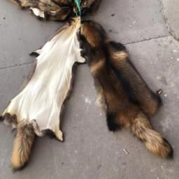 Factory Price High Quality Natural Raccoon Fur Skin Wholesale