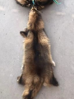 Factory Price High Quality Natural Raccoon Fur Skin Wholesale