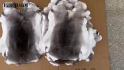 Hot Sale Natural Factory Direct Sale Genuine Chinchilla Skin Rex Rabbit Fur