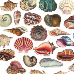 Vintage Conch Shell Sticker Label Scrapbooking Marine Life Stationery Stickers For Children Decorative Diary Album