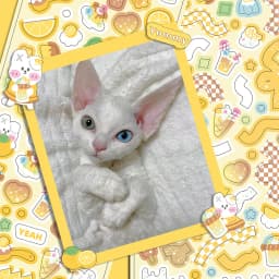 MOHAMM 12 Sheets Kawaii Rabbit Cartoon Photocards Stickers for DIY Collage Frame Scrapbook Journal Supplies