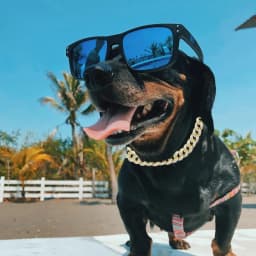15mm Gold Dog Chain Collar Luxury Diamond Cuban Link Crystal Necklace Durable Dog Collar for Small Medium Large Dogs Cats