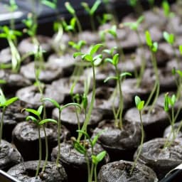 Plant Starting Pellets Soil Block Compressed Soil Pellets 50pcs Plant Starter Pods Compact Plant Pods Bulk for Starting Plant
