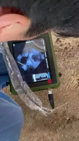 Portable Veterinary Ultrasound Scanner, Vet Pregnancy Ultra Machine with 3.5MHz Convex Probe for Pig Sheep Goat Dogs Animals