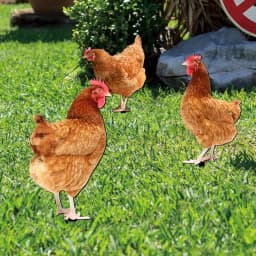 Chicken Decor Acrylic Hen Statue Poultry Ornament Ground Plug Lifelike Rooster Stakes Sign For Garden Lawn Yard Patio Decor