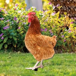 Chicken Decor Acrylic Hen Statue Poultry Ornament Ground Plug Lifelike Rooster Stakes Sign For Garden Lawn Yard Patio Decor