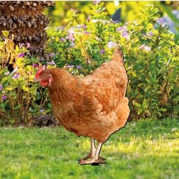 Chicken Decor Acrylic Hen Statue Poultry Ornament Ground Plug Lifelike Rooster Stakes Sign For Garden Lawn Yard Patio Decor