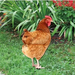 Chicken Decor Acrylic Hen Statue Poultry Ornament Ground Plug Lifelike Rooster Stakes Sign For Garden Lawn Yard Patio Decor