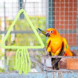 Bird Swings For Parakeets Parakeet Perch Toys Chewing Bird Perch Stand Colorful Accessories Strong Grip For Budgerigar Parakeet