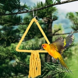 Bird Swings For Parakeets Parakeet Perch Toys Chewing Bird Perch Stand Colorful Accessories Strong Grip For Budgerigar Parakeet