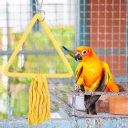Bird Swings For Parakeets Parakeet Perch Toys Chewing Bird Perch Stand Colorful Accessories Strong Grip For Budgerigar Parakeet