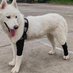 Front Leg Brace For Dogs Dog Hip Joint Care Support Brace Dog Canine Front Leg Brace For Torn ACL Dog Canine Knee Stifle Brace