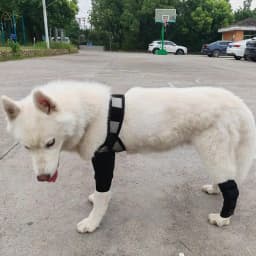 Front Leg Brace For Dogs Dog Hip Joint Care Support Brace Dog Canine Front Leg Brace For Torn ACL Dog Canine Knee Stifle Brace