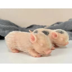 5inch Mini Reborn Doll Full Body Silicone Piglet Cute Lifelike Piglet Reborn Piggy Toys for Children Drop Shipping