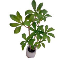 1:6 Dollhouse Miniature Potted Plants Model Green Leafed Plant Pot Bonsai Home Garden Decor Toy Doll House Accessories