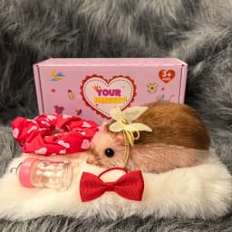 5 Inch Silicone Soft Cute Mini Realistic Animals with Accessories Lifelike Reborn Newborn Pig Doll Decompression Toy Gift