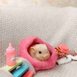 5 Inch Silicone Piglet Soft Cute Mini Realistic Animals with Accessories Lifelike Reborn Newborn Pig Doll Decompression Toy Gift
