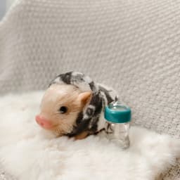 5 Inch Silicone Piglet Soft Cute Mini Realistic Animals with Accessories Lifelike Reborn Newborn Pig Doll Decompression Toy Gift
