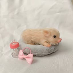 5 Inch Silicone Piglet Soft Cute Mini Realistic Animals with Accessories Lifelike Reborn Newborn Pig Doll Decompression Toy Gift