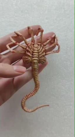 Fire Girl FG027 FG028 1/6 Alien Chestburster Facehugger Figure Model Scene Accessories Props Fit 12'' Soldier Action Figure Body