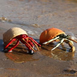 Oenux Ocean Animals Simulation Hermit Crab Nautiloidea Octopus Sea Life Model Figurines Action Figures Collection Kids Toy Gift