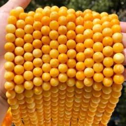 6 8 10 12mm Yellow Beeswax Jades Chalcedony Stone Beads Natural Round Loose Beads For Jewelry Making DIY Bracelet Accessories