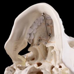 Life Size Human Skull Model Anatomical Anatomy Medical Teaching Skeleton Head Studying Teaching Supplies Drop Shipping