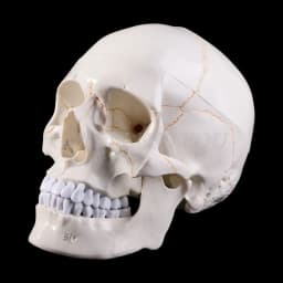 Life Size Human Skull Model Anatomical Anatomy Medical Teaching Skeleton Head Studying Teaching Supplies Drop Shipping