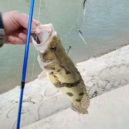 AS Cluster Soft Lure Fishing Bait T Tail Wobbler Pesca Jig Head Metal Fish Sea Bass Leurre Tackle Swim Cast Bait