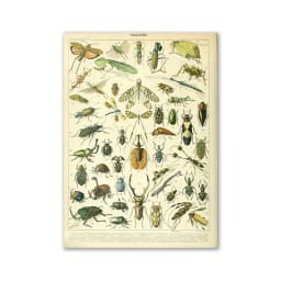 Vintage Palaeobios Botanical Retro Poster Insect Butterfly Mushrooms Canvas Oil Painting Wall Art Prints Wall Picture Home Decor
