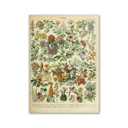 Vintage Palaeobios Botanical Retro Poster Insect Butterfly Mushrooms Canvas Oil Painting Wall Art Prints Wall Picture Home Decor