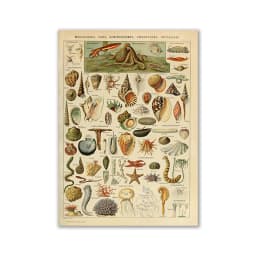 Vintage Palaeobios Botanical Retro Poster Insect Butterfly Mushrooms Canvas Oil Painting Wall Art Prints Wall Picture Home Decor