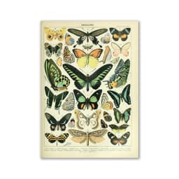 Vintage Palaeobios Botanical Retro Poster Insect Butterfly Mushrooms Canvas Oil Painting Wall Art Prints Wall Picture Home Decor