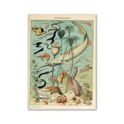 Vintage Palaeobios Botanical Retro Poster Insect Butterfly Mushrooms Canvas Oil Painting Wall Art Prints Wall Picture Home Decor