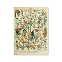 Vintage Palaeobios Botanical Retro Poster Insect Butterfly Mushrooms Canvas Oil Painting Wall Art Prints Wall Picture Home Decor