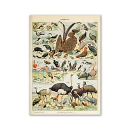 Vintage Palaeobios Botanical Retro Poster Insect Butterfly Mushrooms Canvas Oil Painting Wall Art Prints Wall Picture Home Decor