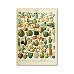 Vintage Palaeobios Botanical Retro Poster Insect Butterfly Mushrooms Canvas Oil Painting Wall Art Prints Wall Picture Home Decor