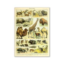 Vintage Palaeobios Botanical Retro Poster Insect Butterfly Mushrooms Canvas Oil Painting Wall Art Prints Wall Picture Home Decor