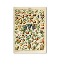 Vintage Palaeobios Botanical Retro Poster Insect Butterfly Mushrooms Canvas Oil Painting Wall Art Prints Wall Picture Home Decor