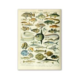 Vintage Palaeobios Botanical Retro Poster Insect Butterfly Mushrooms Canvas Oil Painting Wall Art Prints Wall Picture Home Decor