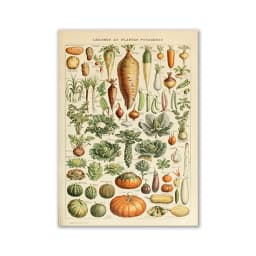 Vintage Palaeobios Botanical Retro Poster Insect Butterfly Mushrooms Canvas Oil Painting Wall Art Prints Wall Picture Home Decor
