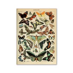 Vintage Palaeobios Botanical Retro Poster Insect Butterfly Mushrooms Canvas Oil Painting Wall Art Prints Wall Picture Home Decor