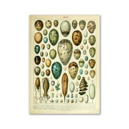 Vintage Palaeobios Botanical Retro Poster Insect Butterfly Mushrooms Canvas Oil Painting Wall Art Prints Wall Picture Home Decor
