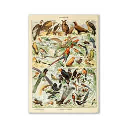 Vintage Palaeobios Botanical Retro Poster Insect Butterfly Mushrooms Canvas Oil Painting Wall Art Prints Wall Picture Home Decor